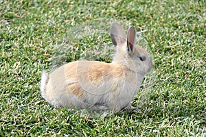 Rabbit Looking on Top of the Grass