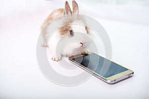 Rabbit looks into the camera and paw touching screen smartphone