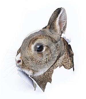 Rabbit looks through a hole in a paper