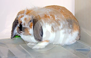 Rabbit pet