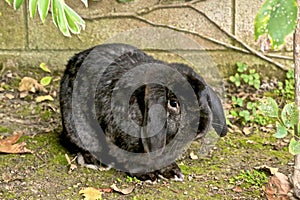 Rabbit lopped ear black