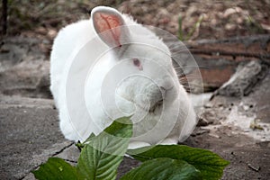 A white, furry rabbit, lying. photo