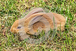 Rabbit is lying on grass