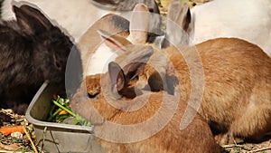 Rabbit male buck eating together with female, doe, kitten, kit, bunnies.