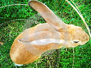 Rabbit on the meadow