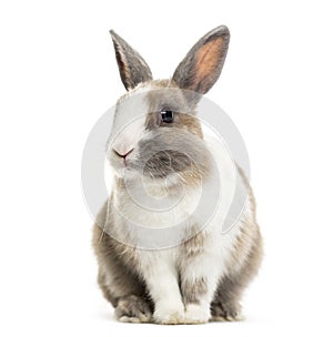 Rabbit , 4 months old, sitting against white background