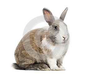 Rabbit , 4 months old, sitting against white background