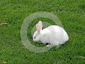 Rabbit nature wild beauty