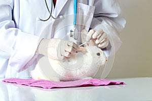 Rabbit needs veterinary care, sick and injured bunny pet has check-up at a vet clinic, hand of doctor wearing gloves gently