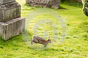 Rabbit at old gothic cemetery, Scotland