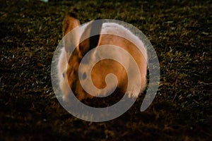 Rabbit in open grass field at night