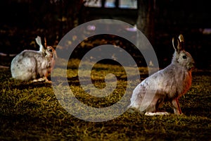 Rabbit in open grass field at night