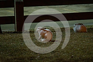 Rabbit in open grass field at night