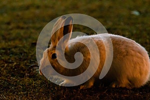 Rabbit in open grass field at night