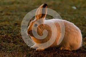 Rabbit in open grass field at night