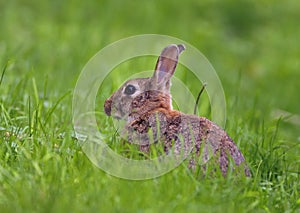 Rabbit - Oryctolagus cuniculus photo