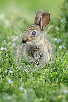 Rabbit, Oryctolagus cuniculus