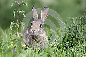 Rabbit, Oryctolagus cuniculus