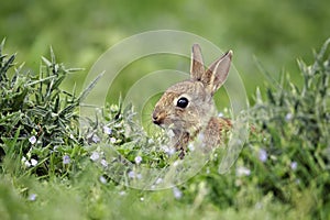 Rabbit, Oryctolagus cuniculus