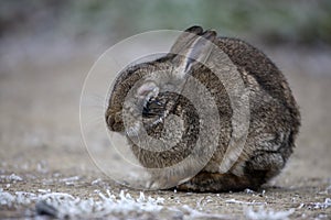 Rabbit, Oryctolagus cuniculus,