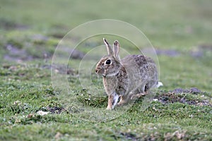 Rabbit, Oryctolagus cuniculus