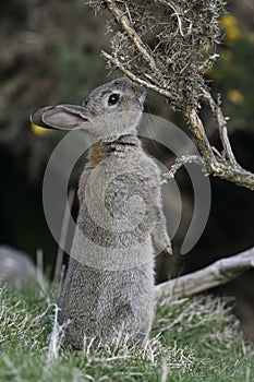 Rabbit, Oryctolagus cuniculus