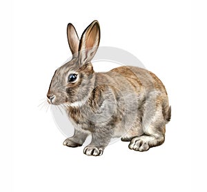 The rabbit (Oryctolagus cuniculus photo