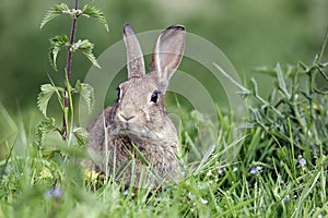 Rabbit, Oryctolagus cuniculus photo