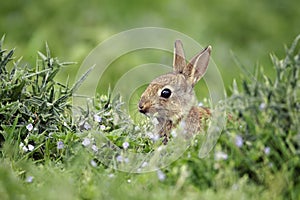 Rabbit, Oryctolagus cuniculus photo