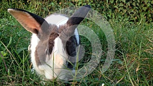 Rabbit palying around green grass FullHd 1080P