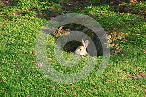 Rabbit In Park