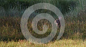 rabbit peeking in meadow green grass