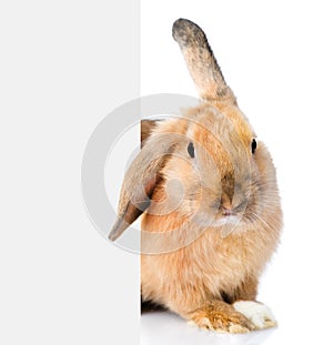 Rabbit peeks out from behind a blank banner. Isolated on white