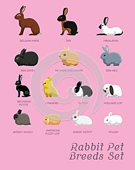 Rabbit Pet Breeds Set Cartoon Vector Illustration