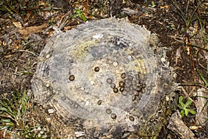 Rabbit poo on tree stump