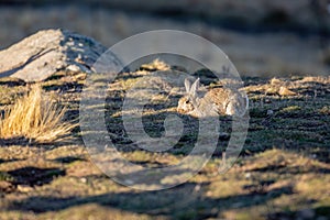 A Rabbit Pops Up