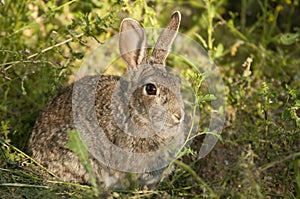 Rabbit portrait, life in the meadow. European rabbit, Oryctolagus cuniculus