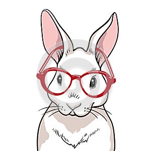 Rabbit portrait with red glasses isolated. Rabbit on a white background