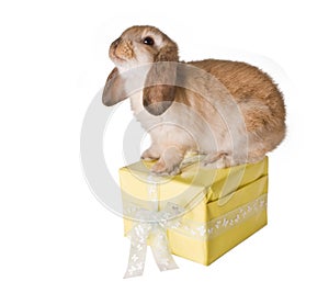 Rabbit on present