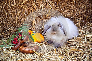 Rabbit with pretzels and pumpkin sitting in straw