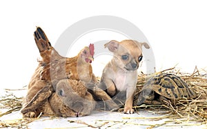 rabbit, puppy, turtle and chicken