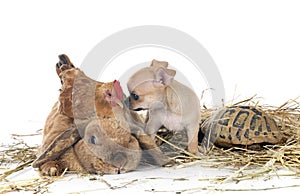 rabbit, puppy, turtle and chicken