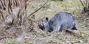 Rabbit in rabbit hole