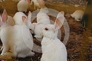 Rabbit in rabbits