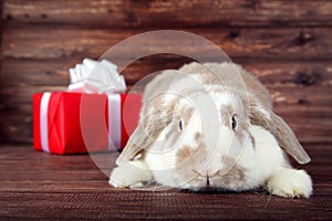 Rabbit with red gift box