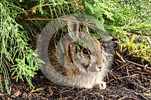Rabbit resting under a bush