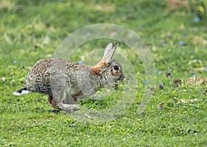 Rabbit Running