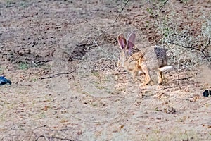A Rabbit running