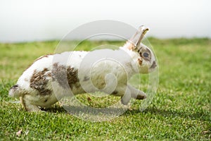 Rabbit running and jumpping on green grass. Home decorative rabbit outdoors. photo