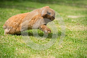 Rabbit running and jumpping on green grass. Home decorative rabbit outdoors. photo